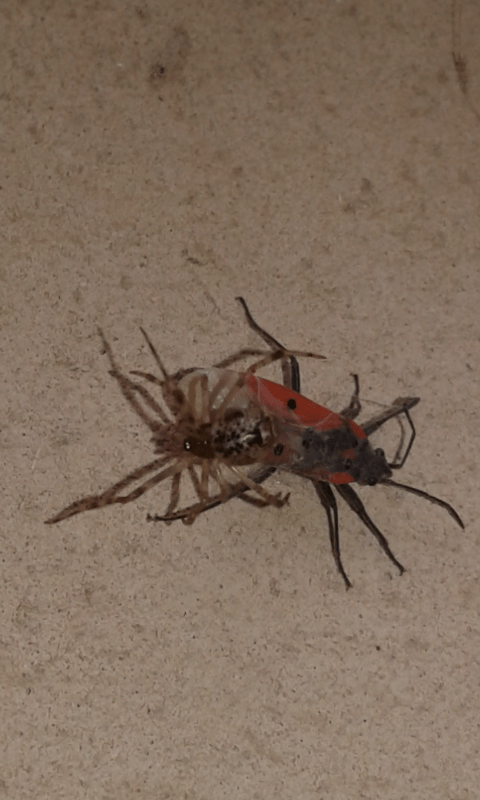 Theridiidae : Parasteatoda sp.?  S